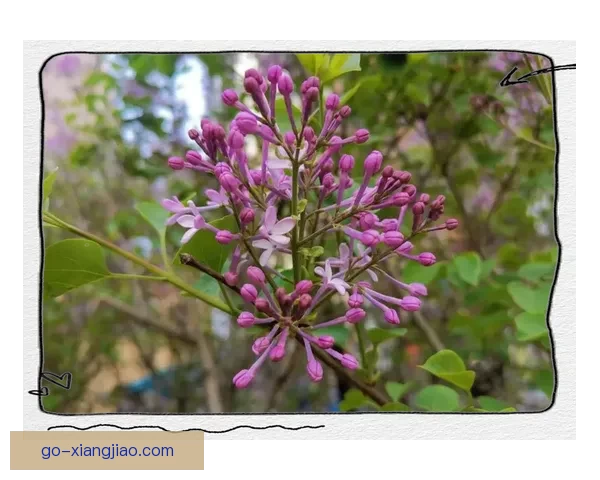 丁香花开，情意悠长：在时光里沉醉的爱恋